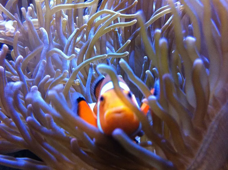 Un pez payaso en el Acuario Getxo cerca de Bilbao